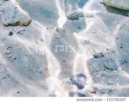 Spiny flatfish camouflaging in the sand. Beautiful coral reefs and schools of tropical fish. Kabi Island, Zamami, Kerama Islands, Shimajiri District, Okinawa Prefecture Spiny flatfish camouflaging in the sand. Beautiful coral reefs and schools of tropical fish. Kabi Island, Zamami, Kerama Islands, Shimajiri District, Okinawa Prefecture 133792097