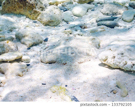 棘鰈魚偽裝在沙中。美麗的珊瑚礁和成群的熱帶魚。沖繩縣慶良間群島座間味町卡比島，島尻郡 133792105