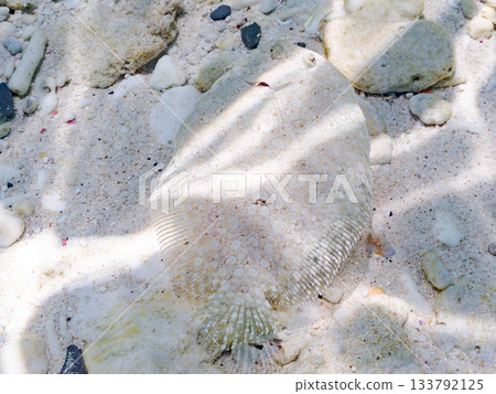 棘鰈魚偽裝在沙中。美麗的珊瑚礁和成群的熱帶魚。沖繩縣慶良間群島座間味町卡比島，島尻郡 133792125