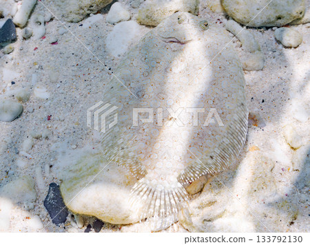 棘鰈魚偽裝在沙中。美麗的珊瑚礁和成群的熱帶魚。沖繩縣慶良間群島座間味町卡比島,島尻郡 棘鰈魚偽裝在沙中。美麗的珊瑚礁和成群的熱帶魚。沖繩縣慶良間群島座間味町卡比島,島尻郡 133792130