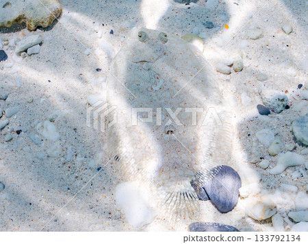 棘鰈魚偽裝在沙中。美麗的珊瑚礁和成群的熱帶魚。沖繩縣慶良間群島座間味町卡比島,島尻郡 棘鰈魚偽裝在沙中。美麗的珊瑚礁和成群的熱帶魚。沖繩縣慶良間群島座間味町卡比島,島尻郡 133792134