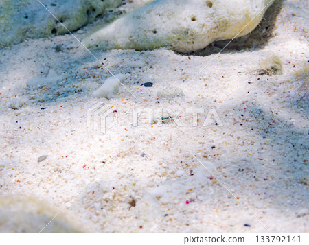 棘鰈魚偽裝在沙中。美麗的珊瑚礁和成群的熱帶魚。沖繩縣慶良間群島座間味町卡比島,島尻郡 棘鰈魚偽裝在沙中。美麗的珊瑚礁和成群的熱帶魚。沖繩縣慶良間群島座間味町卡比島,島尻郡 133792141