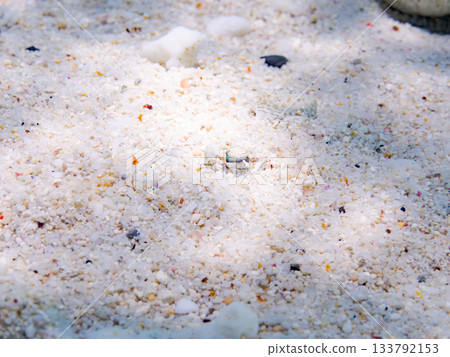 棘鰈魚偽裝在沙中。美麗的珊瑚礁和成群的熱帶魚。沖繩縣慶良間群島座間味町卡比島,島尻郡 棘鰈魚偽裝在沙中。美麗的珊瑚礁和成群的熱帶魚。沖繩縣慶良間群島座間味町卡比島,島尻郡 133792153