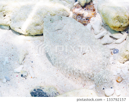 Spiny flatfish camouflaging in the sand. Beautiful coral reefs and schools of tropical fish. Kabi Island, Zamami, Kerama Islands, Shimajiri District, Okinawa Prefecture 133792157