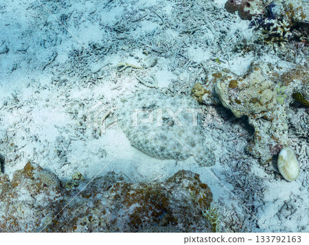 棘鰈魚偽裝在沙中。美麗的珊瑚礁和成群的熱帶魚。沖繩縣慶良間群島座間味町卡比島，島尻郡 133792163