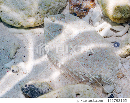 Spiny flatfish camouflaging in the sand. Beautiful coral reefs and schools of tropical fish. Kabi Island, Zamami, Kerama Islands, Shimajiri District, Okinawa Prefecture 133792165