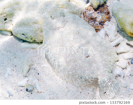 棘鰈魚偽裝在沙中。美麗的珊瑚礁和成群的熱帶魚。沖繩縣慶良間群島座間味町卡比島,島尻郡 棘鰈魚偽裝在沙中。美麗的珊瑚礁和成群的熱帶魚。沖繩縣慶良間群島座間味町卡比島,島尻郡 133792169