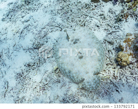 Spiny flatfish camouflaging in the sand. Beautiful coral reefs and schools of tropical fish. Kabi Island, Zamami, Kerama Islands, Shimajiri District, Okinawa Prefecture 133792171