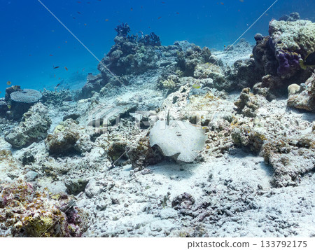 棘鰈魚偽裝在沙中。美麗的珊瑚礁和成群的熱帶魚。沖繩縣慶良間群島座間味町卡比島，島尻郡 133792175