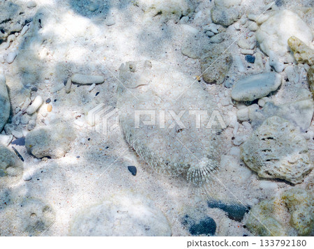 棘鰈魚偽裝在沙中。美麗的珊瑚礁和成群的熱帶魚。沖繩縣慶良間群島座間味町卡比島,島尻郡 棘鰈魚偽裝在沙中。美麗的珊瑚礁和成群的熱帶魚。沖繩縣慶良間群島座間味町卡比島,島尻郡 133792180