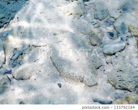 棘鰈魚偽裝在沙中。美麗的珊瑚礁和成群的熱帶魚。沖繩縣慶良間群島座間味町卡比島，島尻郡 133792184