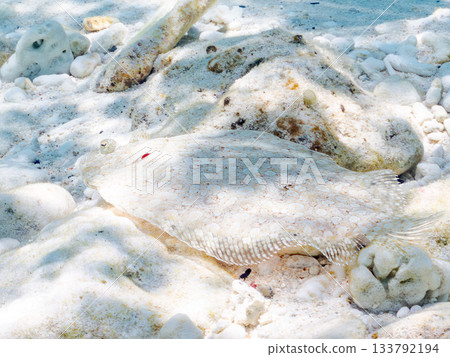 棘鰈魚偽裝在沙中。美麗的珊瑚礁和成群的熱帶魚。沖繩縣慶良間群島座間味町卡比島,島尻郡 棘鰈魚偽裝在沙中。美麗的珊瑚礁和成群的熱帶魚。沖繩縣慶良間群島座間味町卡比島,島尻郡 133792194