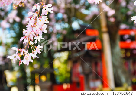 京都吹花天滿宮（京都府京都市上京區）美麗的垂枝櫻花 133792648