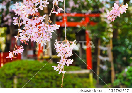 京都吹花天滿宮（京都府京都市上京區）美麗的垂枝櫻花 133792727