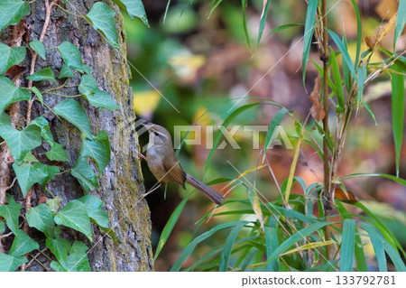 鶯 133792781