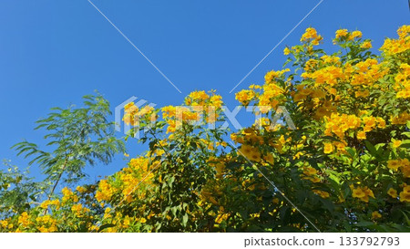Vibrant Yellow Trumpetbush Flowers Blooming Brightly Under the Clear Blue Sky 133792793