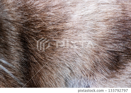 Veterinarian carefully assesses skin and hair textures on animals 133792797