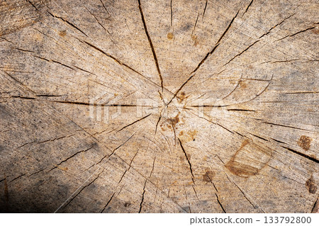 Analyzing aged timber surface patterns, Examination of weathered wood with growth rings and cracks Analyzing aged timber surface patterns, Examination of weathered wood with growth rings and cracks 133792800