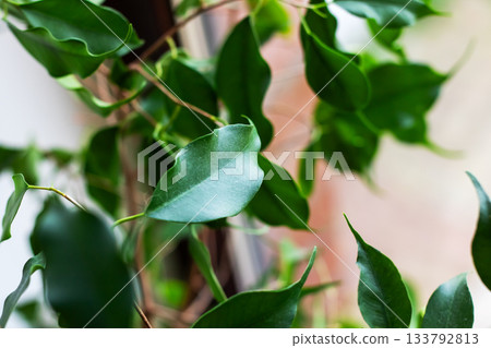 Healthy indoor plants with shining leaves foster calmness and air quality inside homes Healthy indoor plants with shining leaves foster calmness and air quality inside homes 133792813