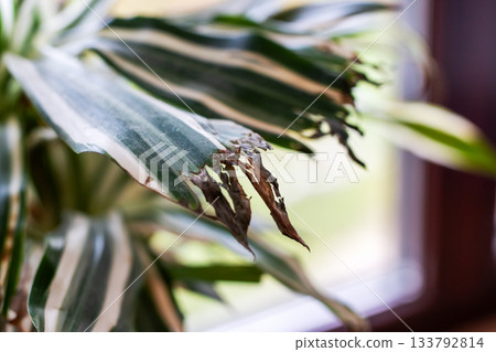 Plant damage analysis, Macro image highlighting browntip and textured leaf surface signs Plant damage analysis, Macro image highlighting browntip and textured leaf surface signs 133792814