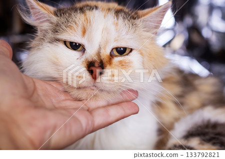 Loving touch comforts rescue cat, Closeup of affectionate hand petting longhair calico cat 133792821