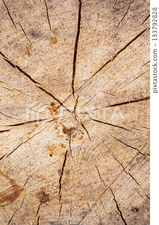 Closeup of aged tree trunk revealing detailed growth rings and weathered surface Closeup of aged tree trunk revealing detailed growth rings and weathered surface 133792828