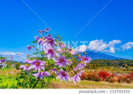 【靜岡縣】富士山和小路上盛開的大麗花 133793203