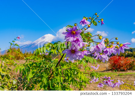 [Shizuoka Prefecture] Emperor Dahlias blooming on the footpath and Mount Fuji 133793204