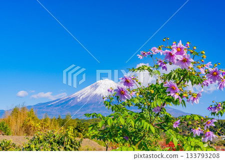 [Shizuoka Prefecture] Emperor Dahlias blooming on the footpath and Mount Fuji 133793208