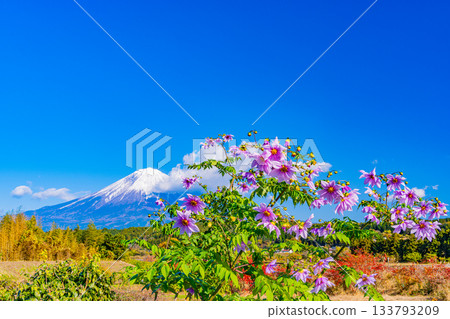【靜岡縣】富士山和小路上盛開的大麗花 133793209