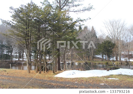 Landscape of a forest park in early spring featuring pine trees, a small pond, and melting snow patches Landscape of a forest park in early spring featuring pine trees, a small pond, and melting snow patches 133793216