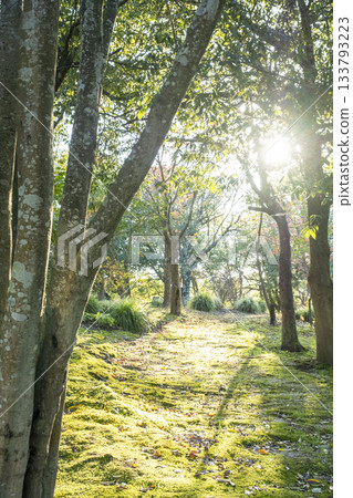 A walking path in the park where sunlight filters through the trees 133793223