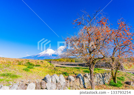[Shizuoka Prefecture] Remaining persimmons on rice terraces and Mount Fuji 133793254