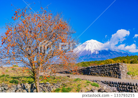 【靜岡縣】梯田和富士山上殘存的柿子 133793255
