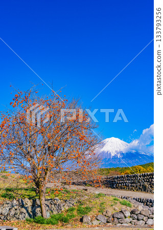 【靜岡縣】梯田和富士山上殘存的柿子 133793256