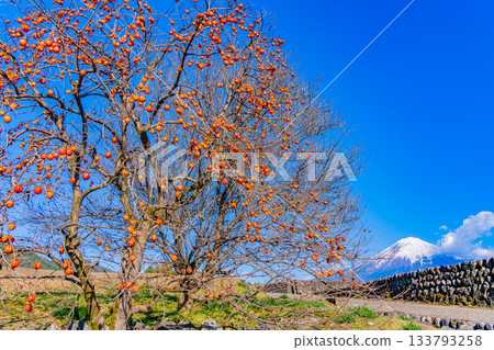 【靜岡縣】梯田和富士山上殘存的柿子 【靜岡縣】梯田和富士山上殘存的柿子 133793258