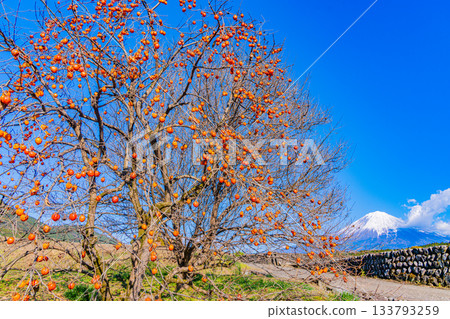 【靜岡縣】梯田和富士山上殘存的柿子 【靜岡縣】梯田和富士山上殘存的柿子 133793259