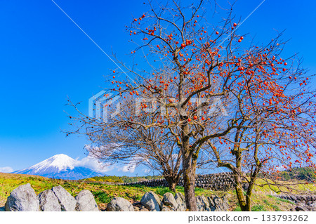 [Shizuoka Prefecture] Remaining persimmons on rice terraces and Mount Fuji 133793262
