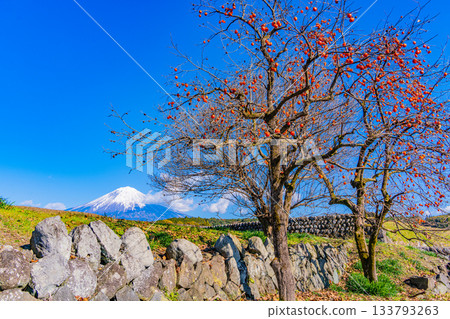 【靜岡縣】梯田和富士山上殘存的柿子 133793263