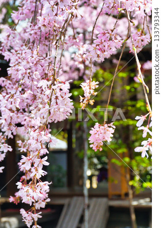 京都吹花天滿宮（京都府京都市上京區）美麗的垂枝櫻花 133793344