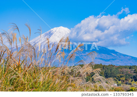 【靜岡縣】人行道上的日本蒲葦草和富士山 133793345