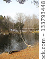 A leafless tree leaning heavily over a frozen forest pond in late autumn. Natural framing with pine branches 133793448