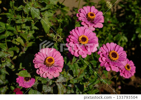 粉紅色的百日菊花在秋季花壇中盛開 11 月 Tama 262 百日菊 (菊科) 133793504