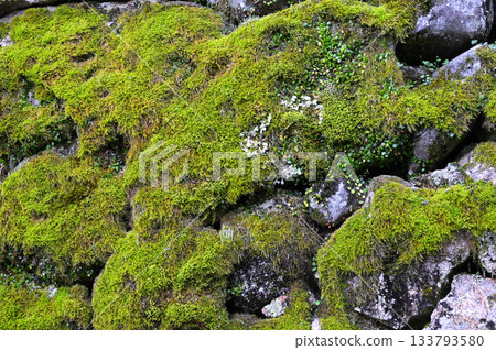 Mossy stone wall 02 Mossy stone wall 02 133793580