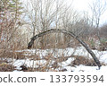 Winter forest landscape featuring a naturally arched tree trunk amidst dry bushes and snow 133793594