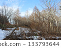 Sunny winter day in a forest. Blue sky and larch trees with a bent tree arch in the foreground 133793644