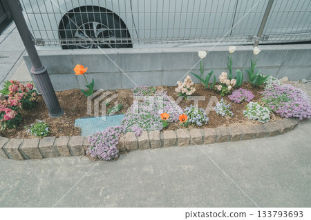 花園 院子 鬱金香 133793693