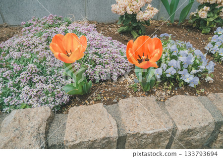 花園 院子 鬱金香 133793694