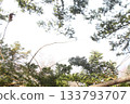 Looking up at pine tree branches against a bright white sky. Nature background with copy space and a hanging dry leaf 133793707