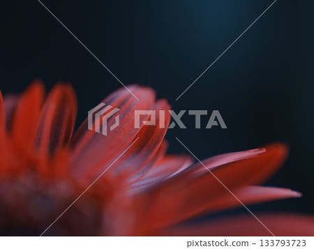嬌嫩的非洲菊花瓣營造出寧靜的氛圍 133793723